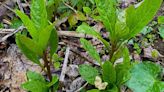 Outside: Poke salad, a mountain tradition