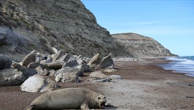 Fishing waste chokes marine wildlife, threatens human health in Argentina's Patagonia