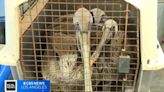 Dozens of sick and starved brown pelicans turning up on Southern California beaches - KVIA