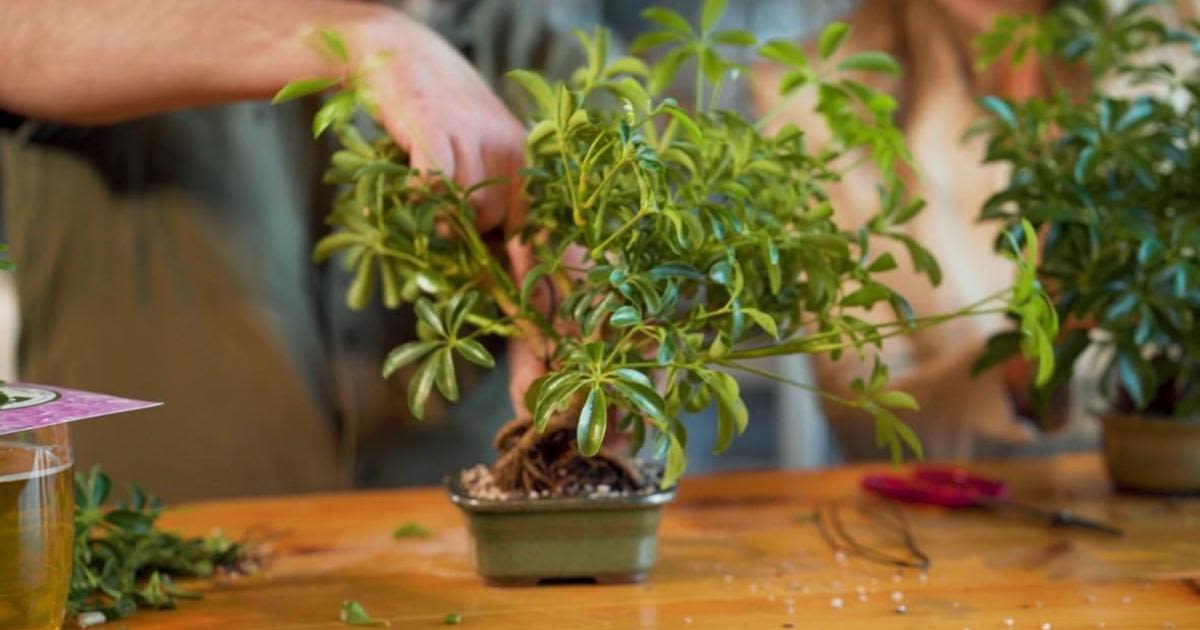 Combine beer and bonsai with Bonsai Bar, designing tiny trees at local bars