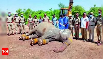 Female Elephant Keerathi, 65, Dies of Chronic Ailments | Trichy News - Times of India