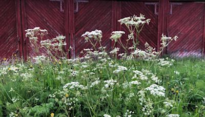 Poison hemlock: Where does it grow, what are symptoms of poisoning?