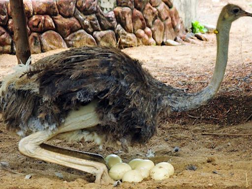 Natives of Africa, ostriches once made India their home. Oldest nest in Andhra is further proof
