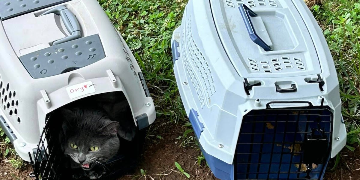 Cats found dumped in a Hamden cemetery