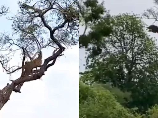 Video Of Leopard And Monkey’s Chasing Game On A Tree Is Too Funny To Miss - News18