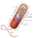 Prokaryote