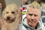 Everyone says my dog looks exactly like Will Ferrell: ‘Spitting image’