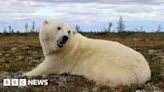Polar bear trackers help keep people and bears apart