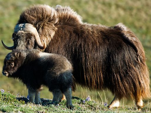 The Quest to Resurrect a Lost Ecosystem in Siberia