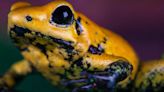 La rana dardo dorada, una joya letal de la naturaleza