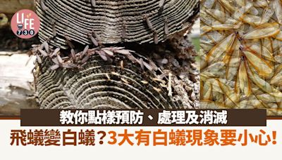 飛蟻變白蟻？如何預防、處理及消滅？ | am730