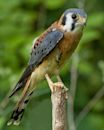 American kestrel