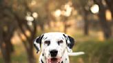 Lazy Dalmatian will only take a walk if a rotisserie chicken joins in (video)