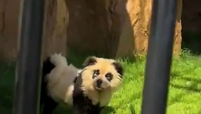 Zoo admits that their pandas are ‘painted dogs’ after backlash from visitors