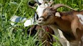 Mass. Calendar: Goats to go stop by Groveland library