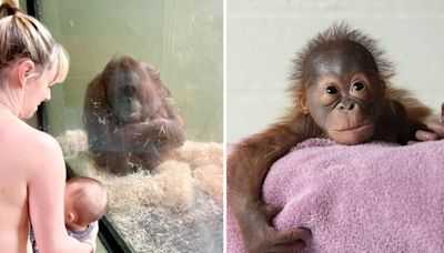 New mothers breastfeed in front of endangered orangutan to try to show her how to care for baby