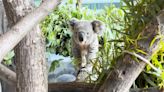 Illinois zoo welcomes two new koalas - KYMA