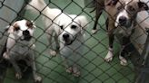 Crisis en el servicio para animales de Miami-Dade. Pets’ Trust es la solución | Opinión