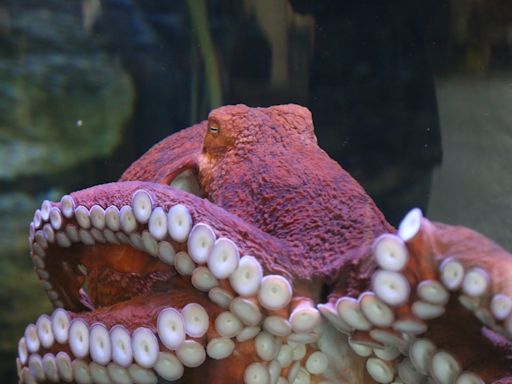 Oregon Coast Aquarium unveils new touch pool in renovated Rocky Coast gallery