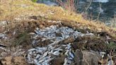 Swim to freedom! Truck carrying 100,000 live salmon crashes – tipping fish into creek