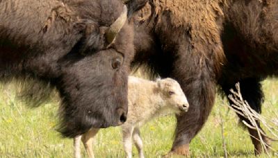 Yellowstone staff 'unable to locate' rare white buffalo calf: officials