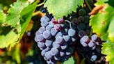 Everything You Need to Know About Carignan