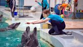 Delfines ucranianos encuentran un nuevo hogar en un acuario de Rumania