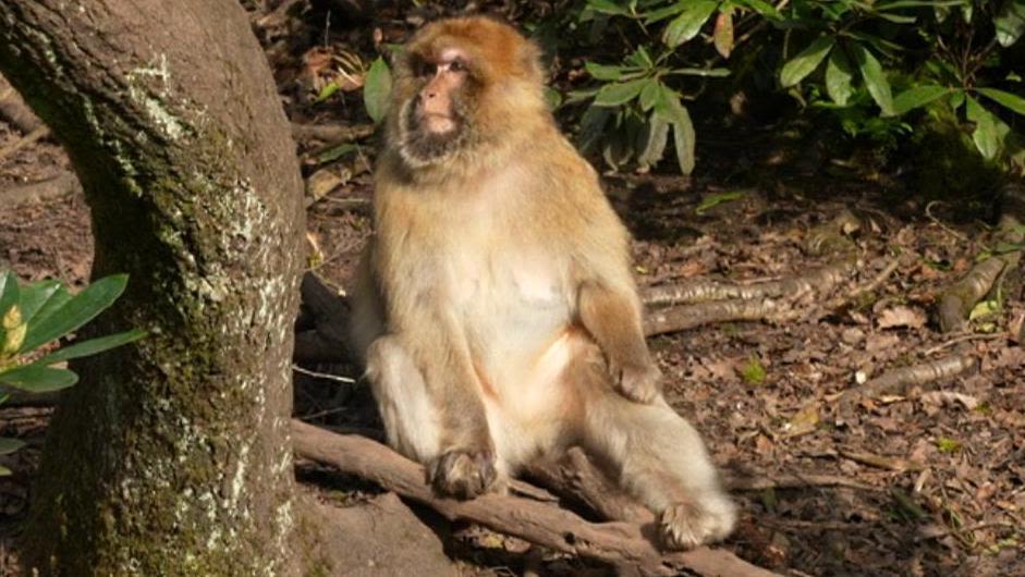 Social media users warned over 'pet monkey' videos