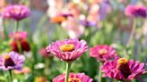 20 Full-Sun Annuals That Will Add Color to Your Garden