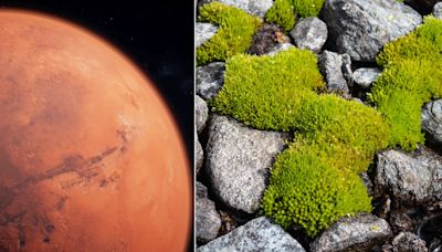 Un musgo del desierto podría ayudar a colonizar Marte