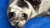 Will great white sharks take up residence off RI? Rehabbed seal 'Scarlet' will help find out