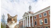 ¿Cómo hizo un gato para obtener un doctorado en literatura? Aquí te lo contamos