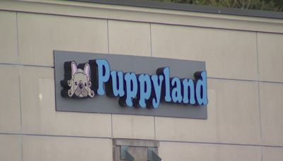 Puyallup pet store targeted again by thieves stealing puppies