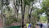 高雄大雨 民眾路過澄清湖步道遭路樹壓傷送醫