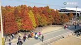 台南六甲落羽松季 葉轉橘黃紅漸層夢幻