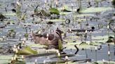 迷鳥「棉鴨」現蹤美濃湖畔 活潑穿梭水生植物享大餐