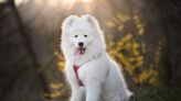 What Are the Most Expensive Dog Breeds in the World?