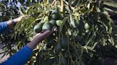 La producción de aguacates crece un 50% y con precios al alza