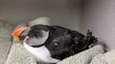 Florida bird rescuers shocked by rare visitors: Puffins