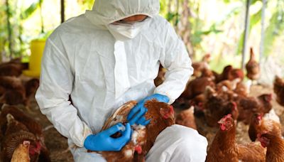 Confirman primer caso y muerte en humanos de gripe aviar en México