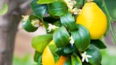 Lemon Tree Leaves Curling? 5 Causes and How to Fix the Problem