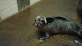 WATCH: Baby seal learns to swim at Mystic Aquarium