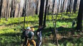 Park Service should refrain from planting sequoia seedlings and let nature do its job | Opinion