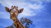 Toddler Grabbed, Picked Up by Giraffe at Drive-Thru Safari Park | 101one WJRR | Lynch and Taco