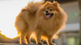 Sassy Pomeranian Gives Her Mom Serious Shade After Being Asked to Wipe Her Feet