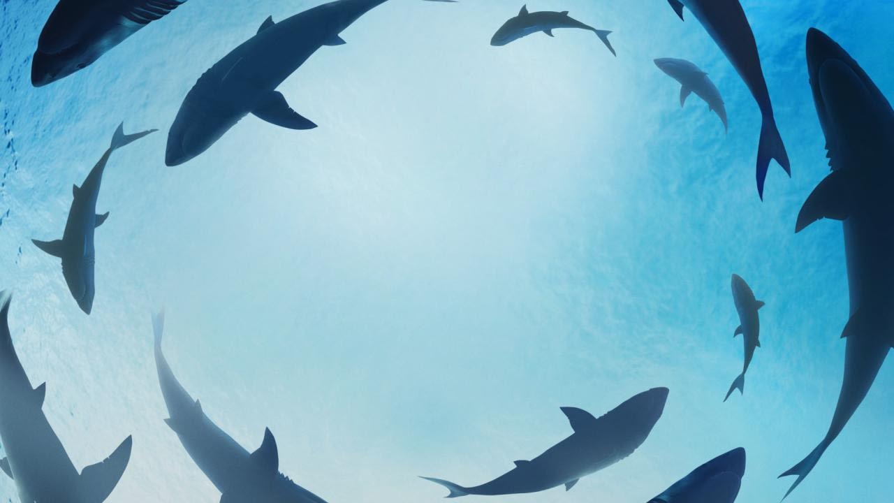 ‘Sharkfest’ 2024: How to watch, schedule, streaming