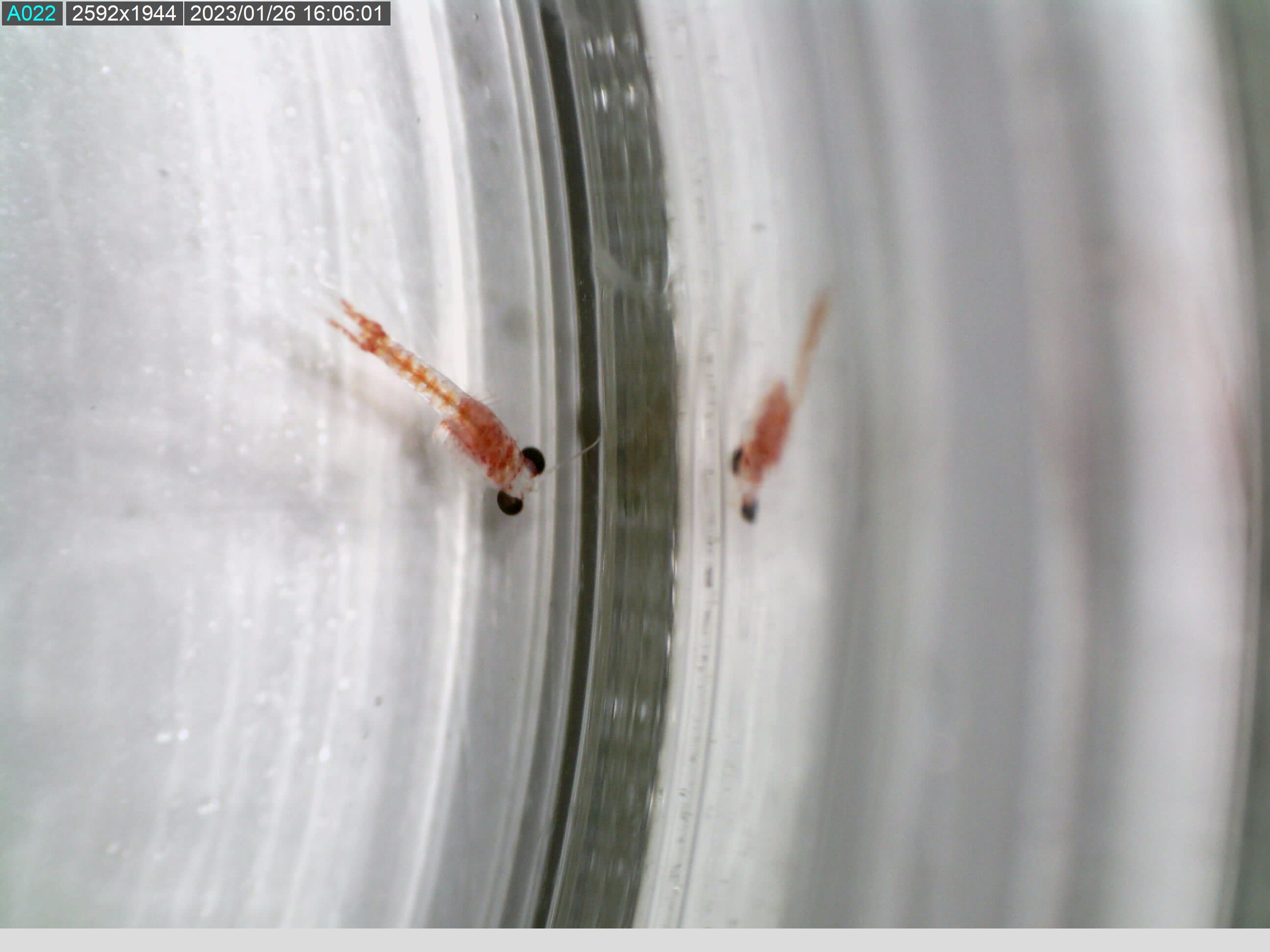 Possum shrimp use their cave's special smell to trace their way home, study finds