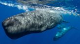 Sperm whale communication secrets decoded by MIT scientists
