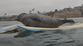 Video: Baby Seal Climbs onto Surfers’ Boards in San Diego