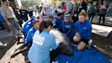 Columbus Zoo manatees released back into Florida waters